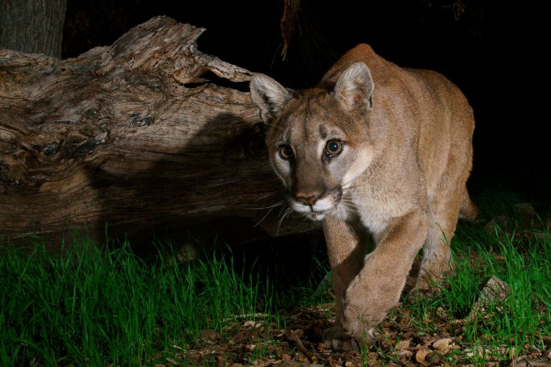 Mountain lion walking